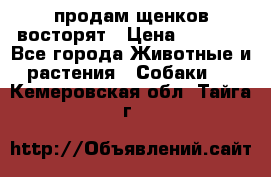 продам щенков восторят › Цена ­ 7 000 - Все города Животные и растения » Собаки   . Кемеровская обл.,Тайга г.